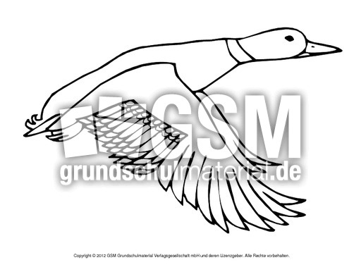 Ausmalbilder-Stockente 16.pdf